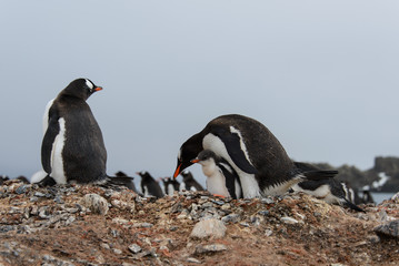 Gentoo penguin with chicks in nest