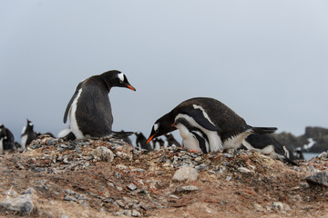 Fototapeta premium Gentoo penguin put stone in nest