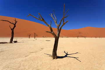 Fototapeta na wymiar Dead Vlei