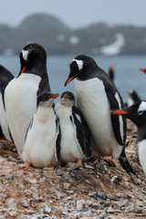 Obraz premium Gentoo penguin with chicks in nest