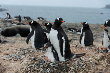 Fototapeta premium Gentoo penguin with chicks in nest