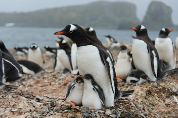 Gentoo penguin with chicks in nest