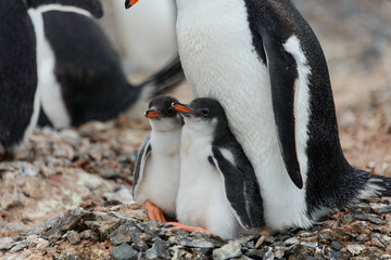Fototapeta premium Two gentoo penguin's chicks in nest