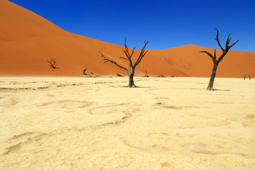 Dead Vlei