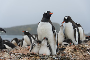 Gentoo penguin with chicks in nest