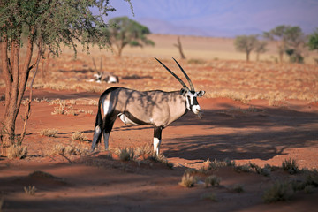 Oryxantilopen