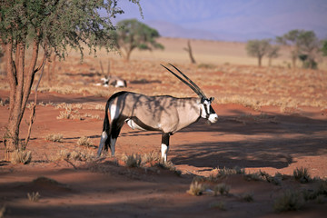 Oryxantilopen