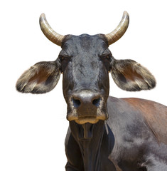 Cow isolated on white blue sky or green grass