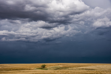 Lone Tree Storm