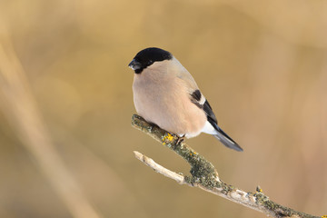 Common bullfinch sits on a forked branch covered with lichen (soft olive background).