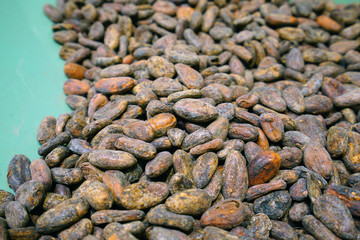 View of dried cocoa beans in bluk