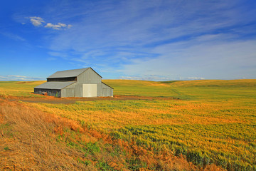 Barn in the middle of fields with blue sky background