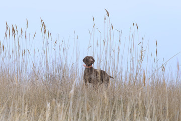 Hunting dog amongst reeds and against a blue sky background stood up in the rack ....