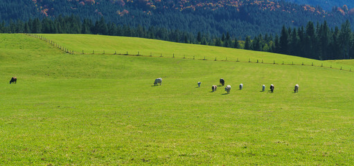 Obraz na płótnie Canvas Herd of cows grazing on Alpine meadow