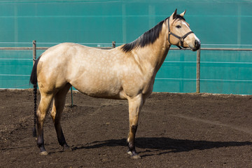 Fototapeta premium brown and white horses on a paddock when sun shines