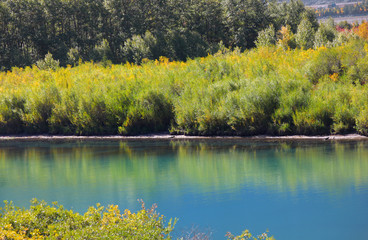 Tree reflections in Vermilion lakes area at Banff national park Canada