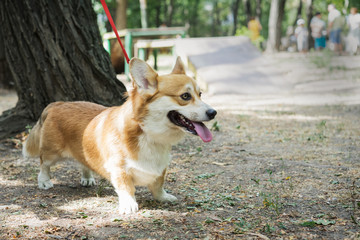 Naklejka na ściany i meble Cute dog red Pembroke Welsh Corgi a walk on a leash in the park