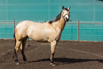 brown and white horses on a paddock when sun shines