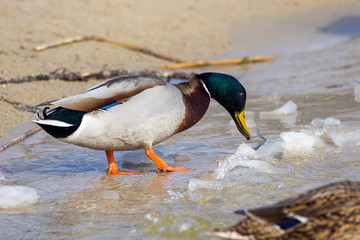 wild duck on the river bank with ice