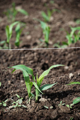 Corn Sprouting Up from the Ground or Dirt