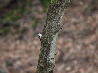 Waldbaumläufer am Baumstamm