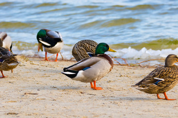 wild duck on the river bank with ice.