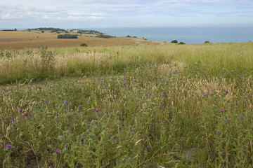 Cliff top fields with thistles