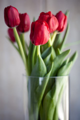 Tulips in glass vase