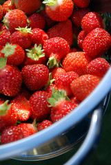 Gathering Strawberries in Backyard Garden