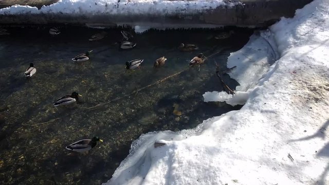 Ducks in winter lake