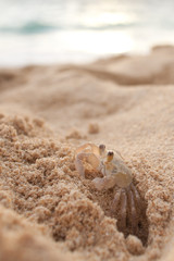 Industrious Ghost Crab