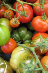 tomatoes, harvest, red, produce, vegetables, ripe, farm