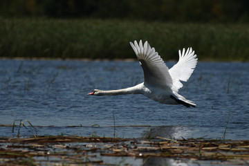swan and a giant white bird - flying beauty