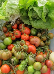 tomatoes, harvest, red, produce, vegetables, ripe, farm