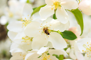 Bee on a white blossoming tree branch in spring