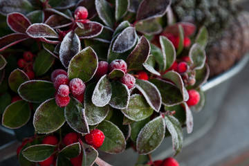 Icy Christmas Berries