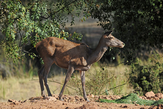 Rothirsch-Kuh (Cervus elaphus) - Red deer 