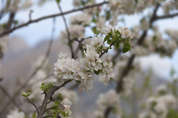 Flowers of the apple tree.