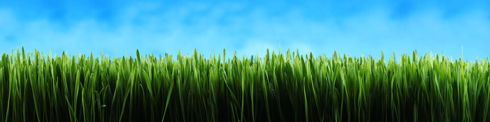 Fototapeta na wymiar Dark green grass panorama background