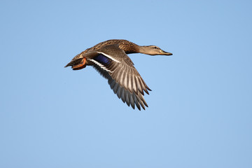 Mallard duck beautifully colored bird in flight in the Polish sky
