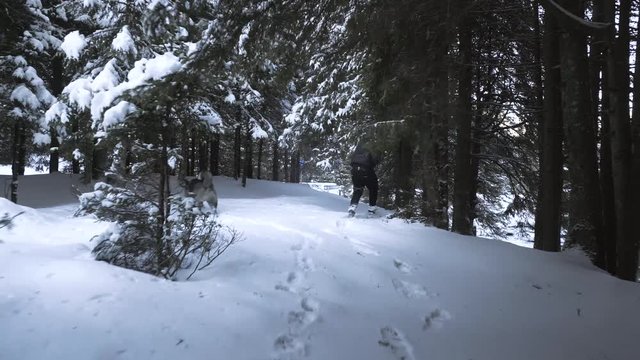 Akita dog and his master walking in the snow
