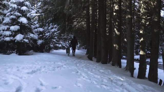 Akita dog and his master walking in the snow