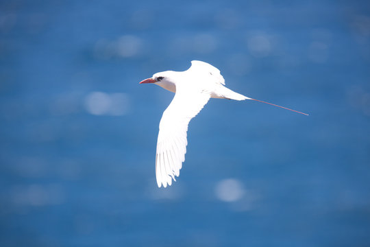 Tropic Bird over the Ocean