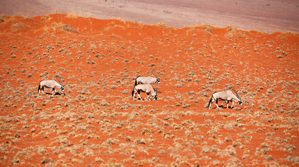 Oryxantilopen