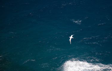 Tropic Bird crossing the ocean