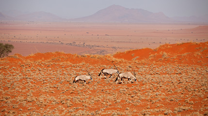 Oryxantilopen