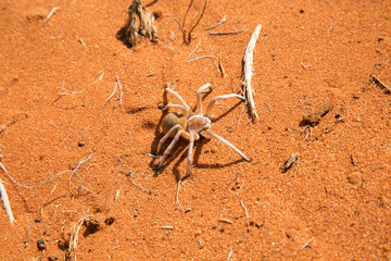 Dancing White Lady Spider
