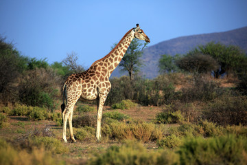 Giraffe