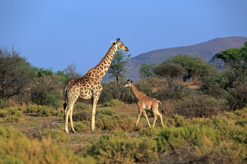 Giraffenfamilie