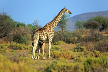 Giraffenfamilie